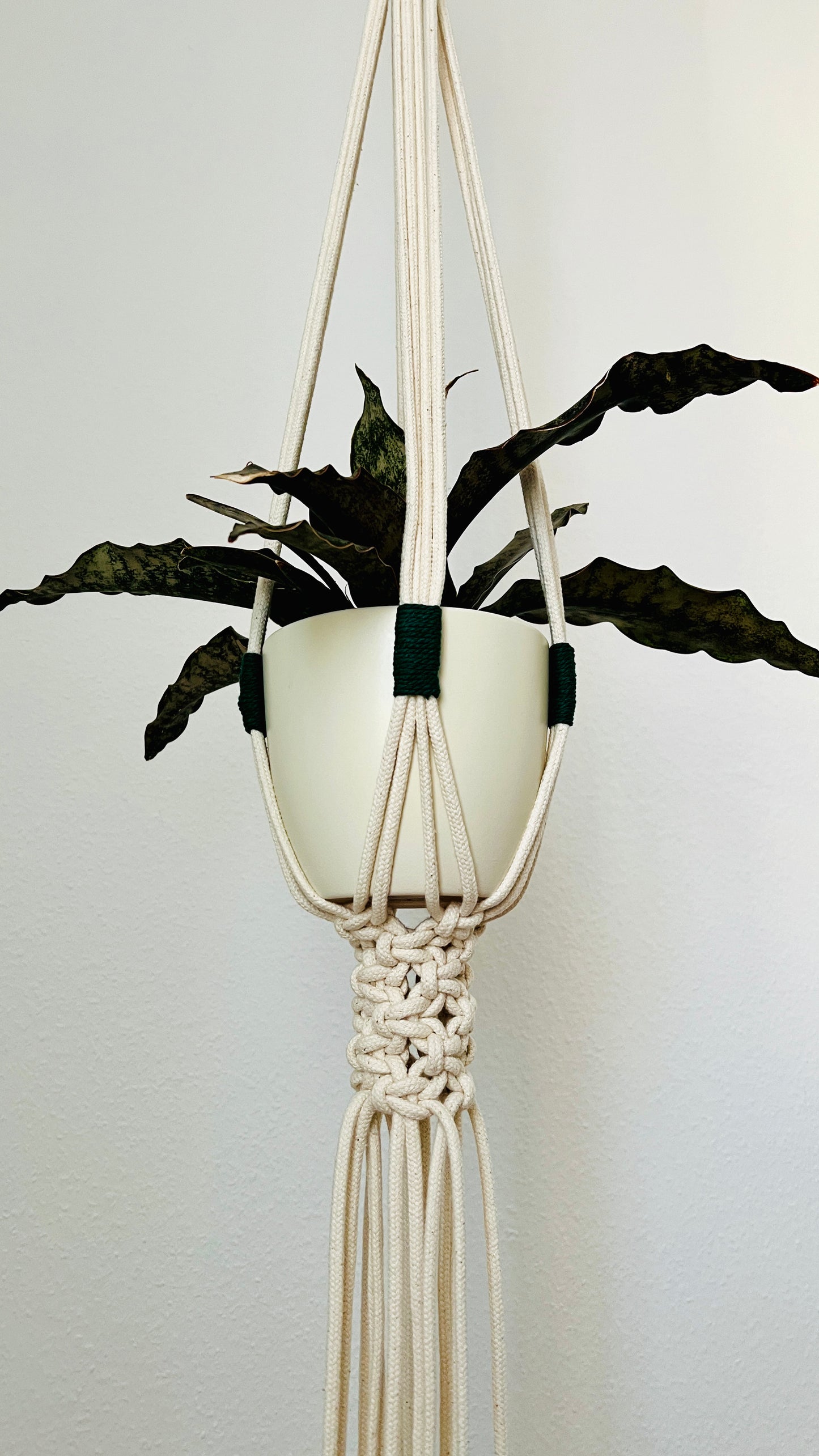 Macrame plant hanger with a plant against a plain background