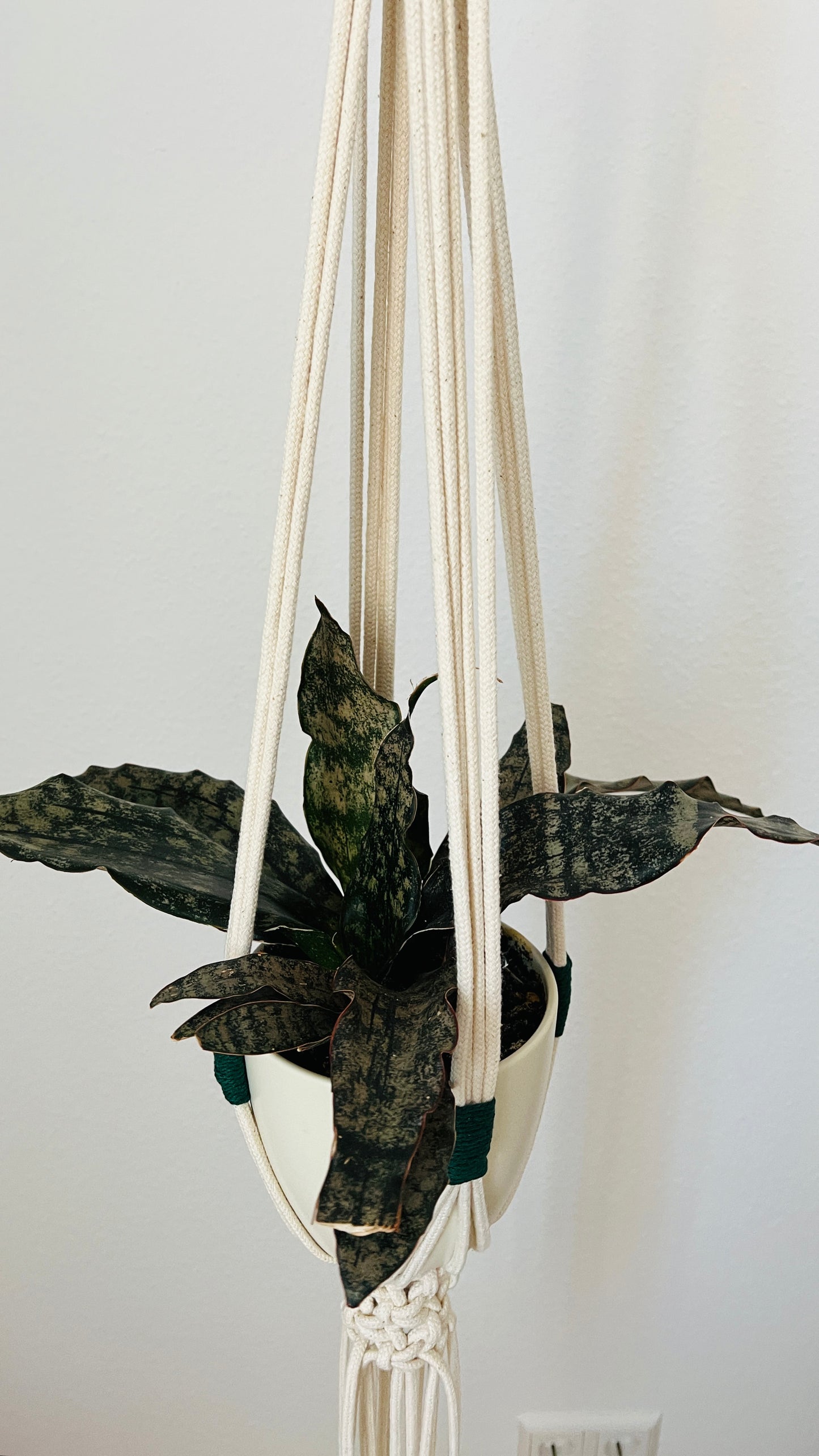 Hanging plant in a macrame holder against a plain wall