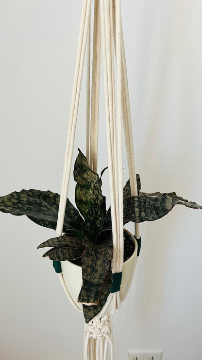 Hanging plant in a macrame holder against a plain wall