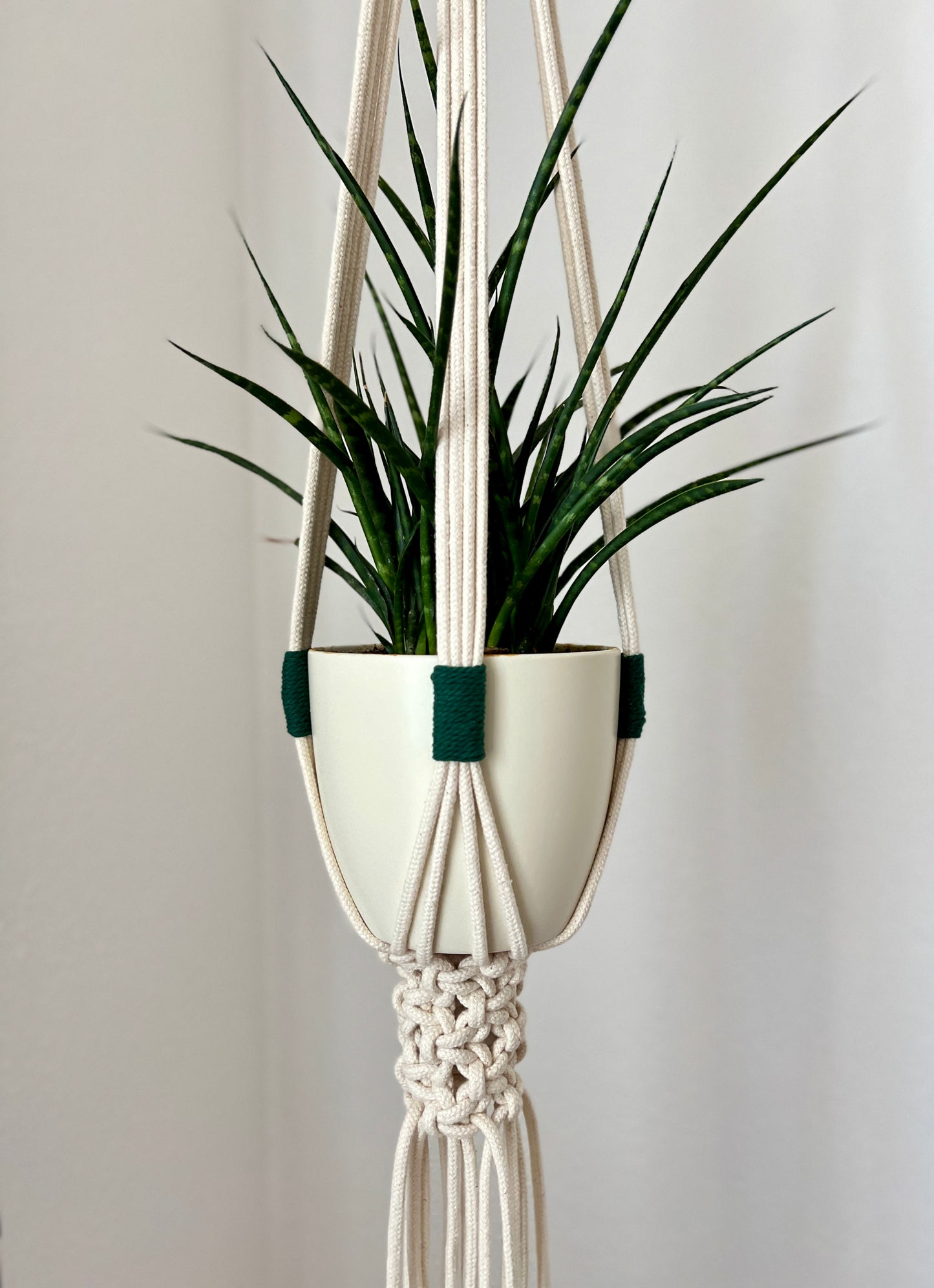 Hanging plant with a macrame holder against a plain background