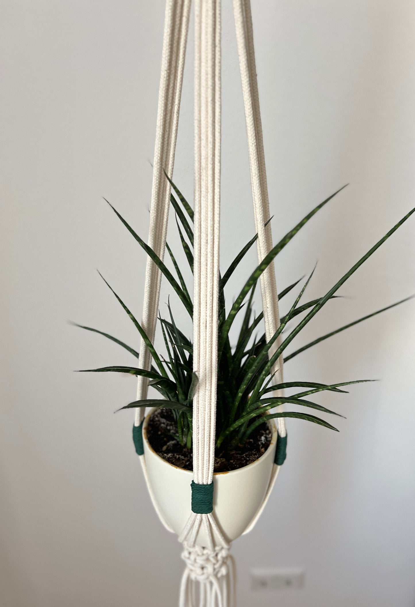 Hanging plant in a macrame holder against a plain wall