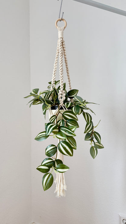 Hanging plant with macrame holder against a plain wall