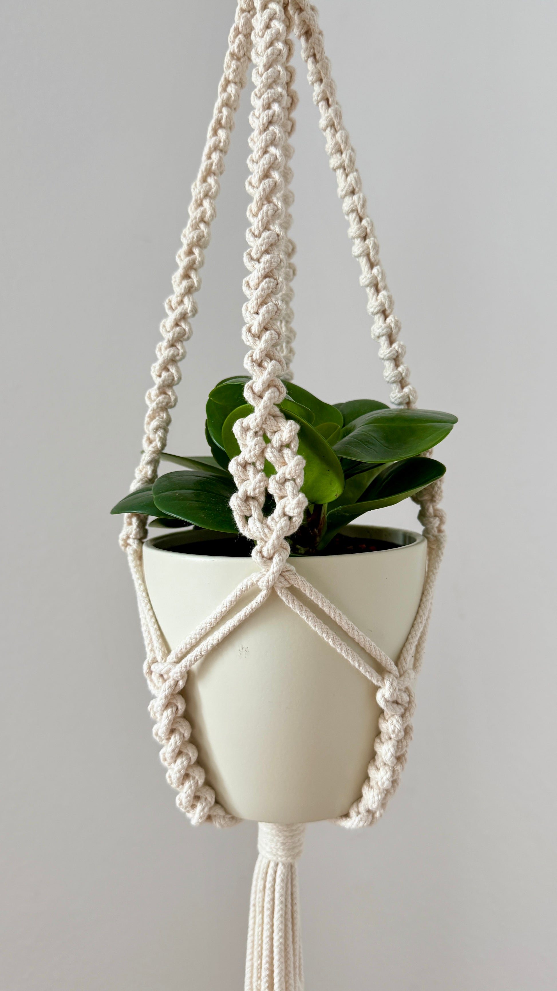 White planter with green plant hanging from a macrame plant holder against a gray background