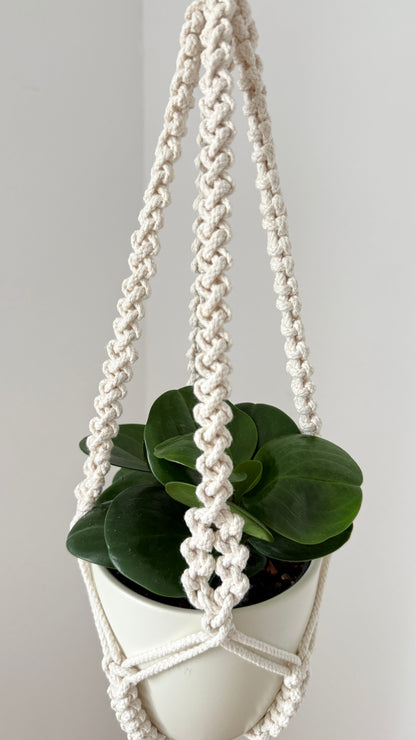Hanging plant holder with a potted plant on a plain background