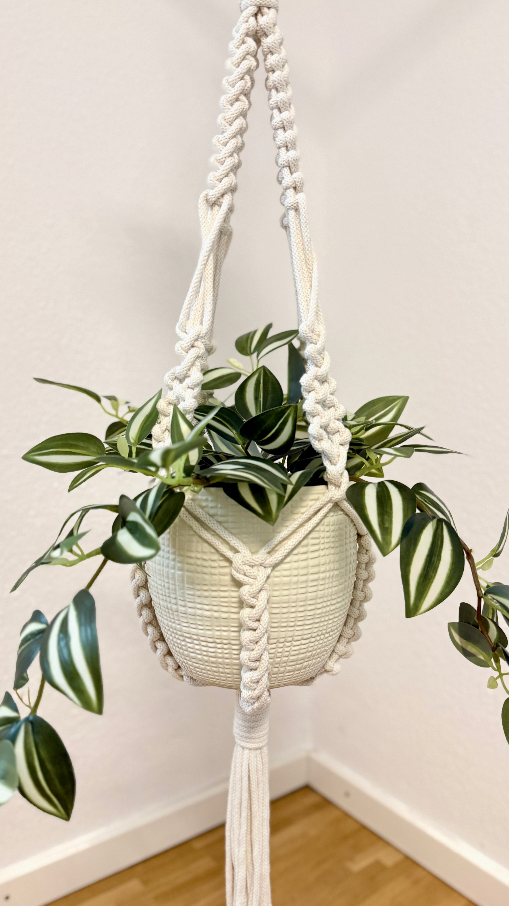 Hanging plant in a macrame holder against a white wall