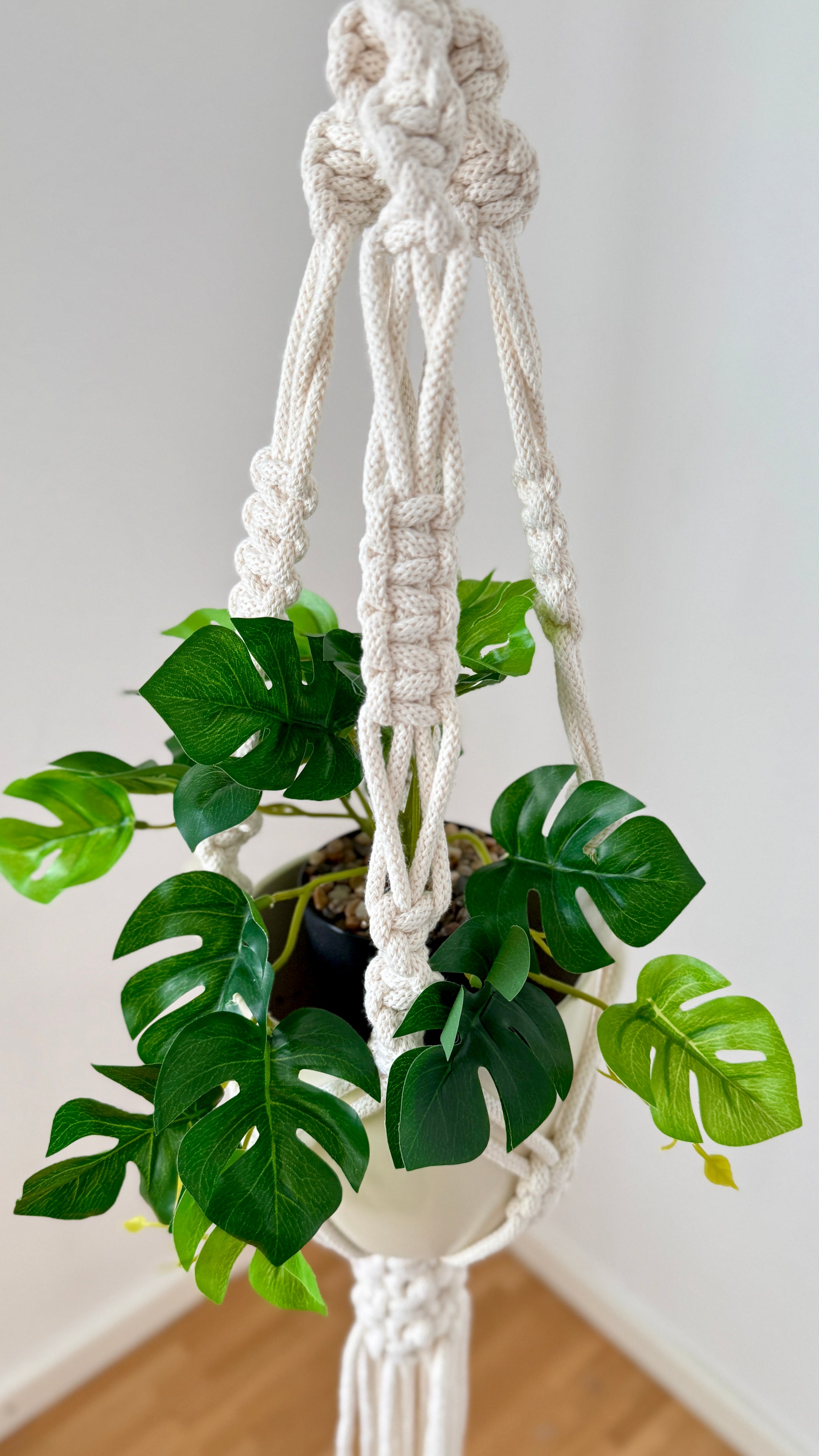 Hanging plant in a macrame holder against a white wall