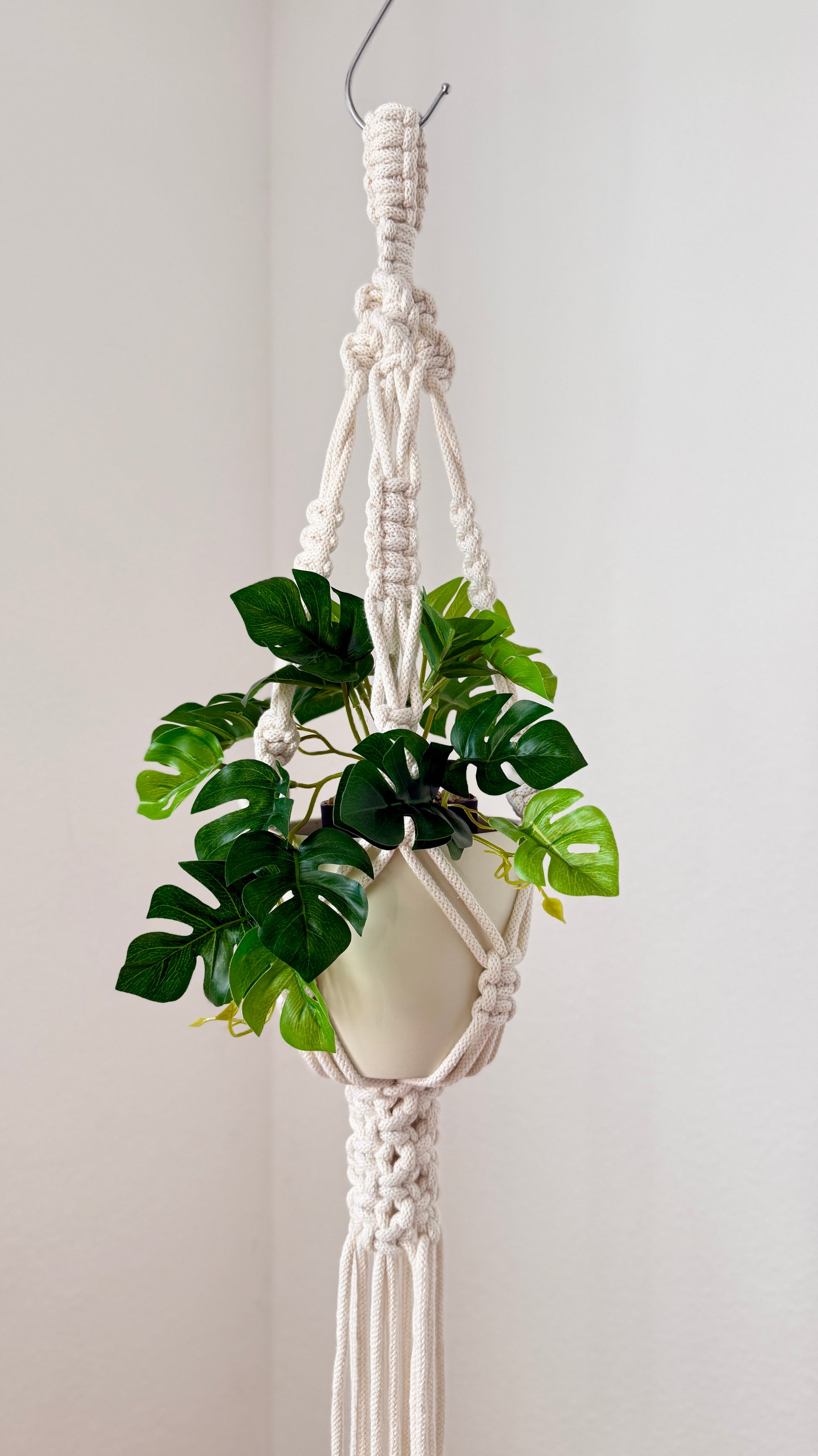 Hanging plant in a macrame holder against a plain wall