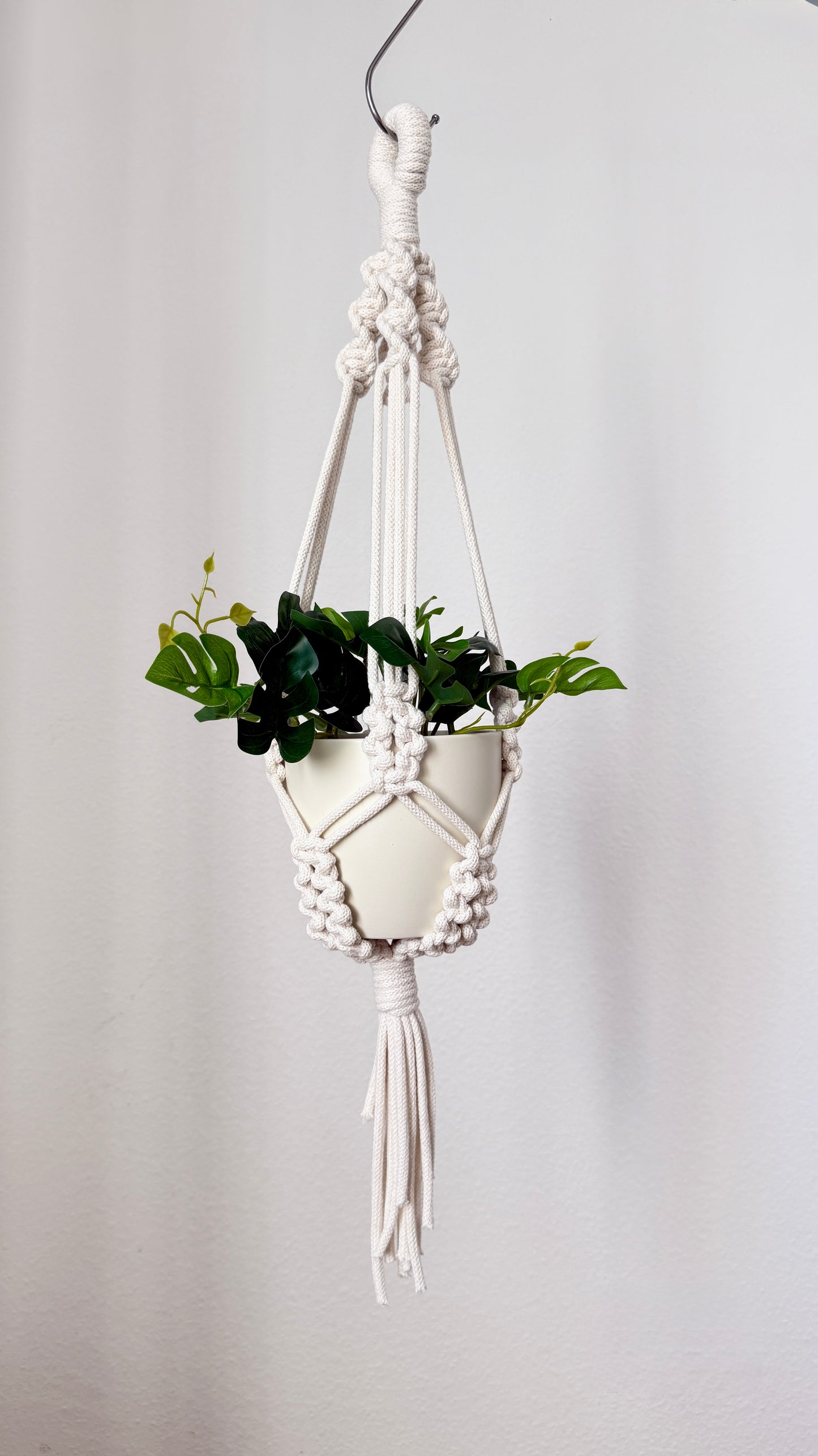 Hanging plant in a macrame holder against a plain background