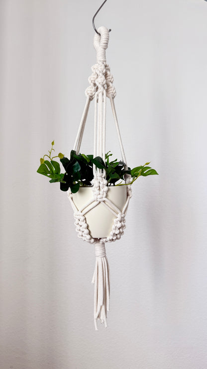 Hanging plant in a macrame holder against a plain background