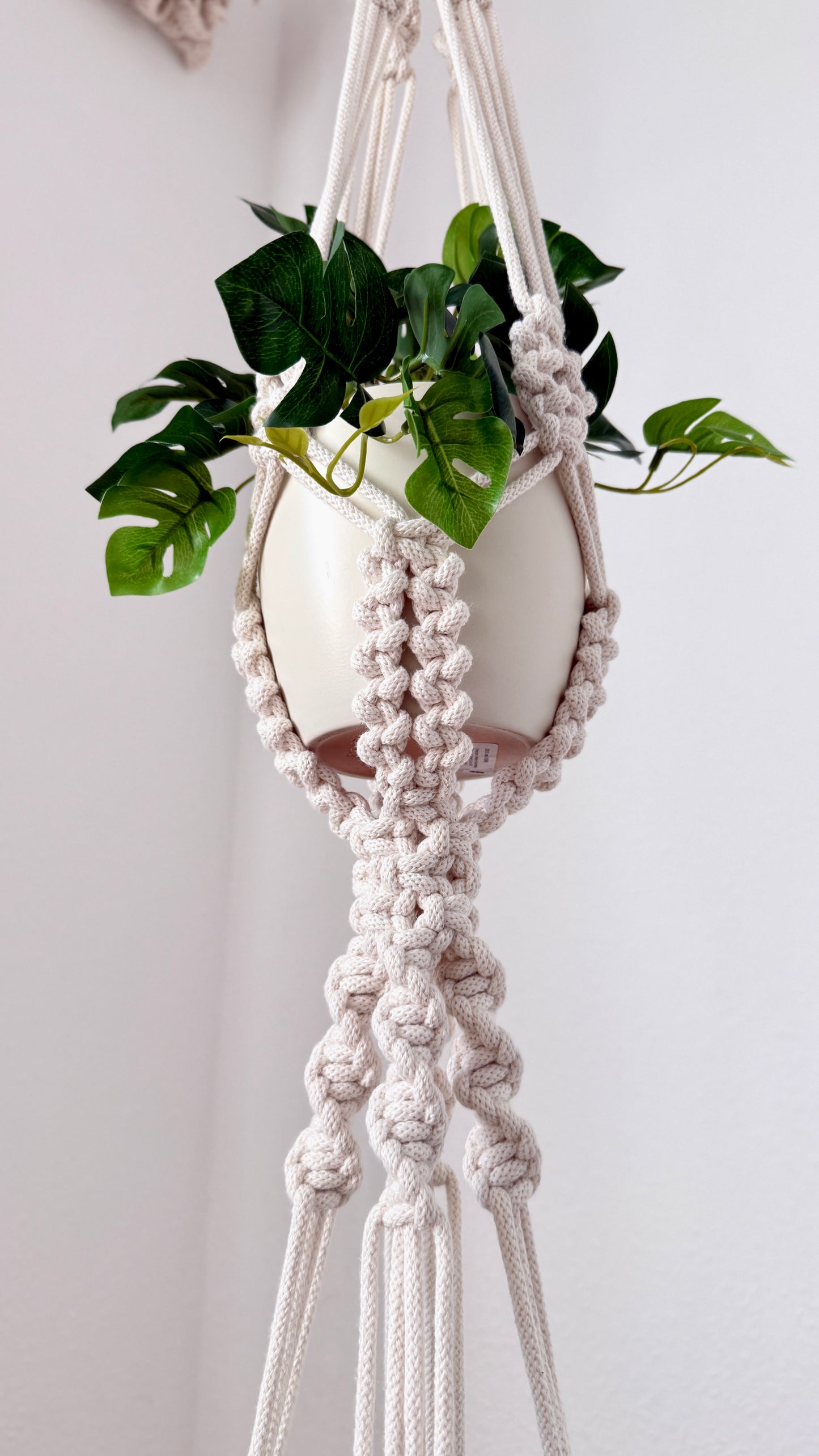 Macrame plant hanger with a plant on a plain background