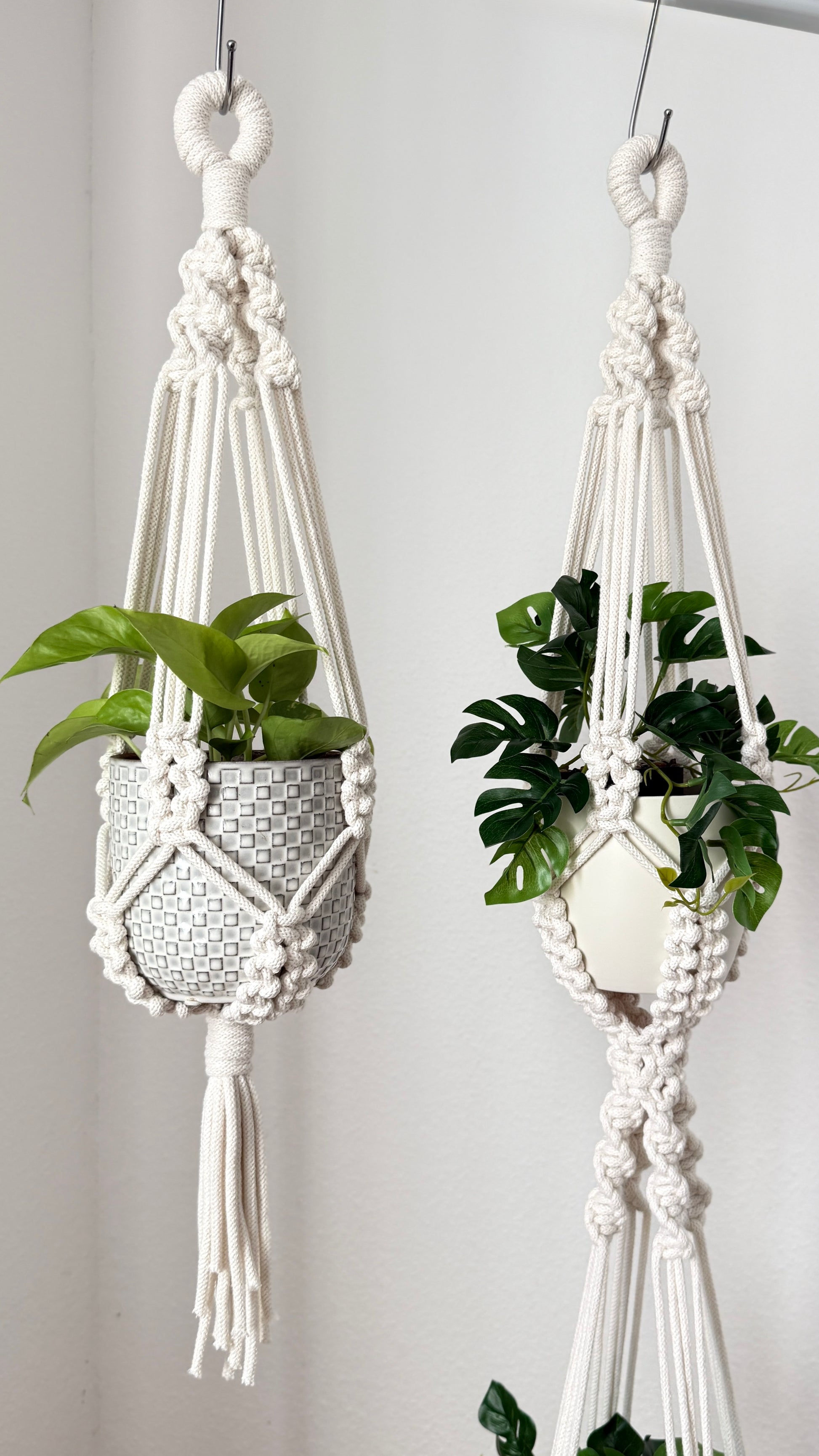 Two macrame plant hangers with green plants against a plain background