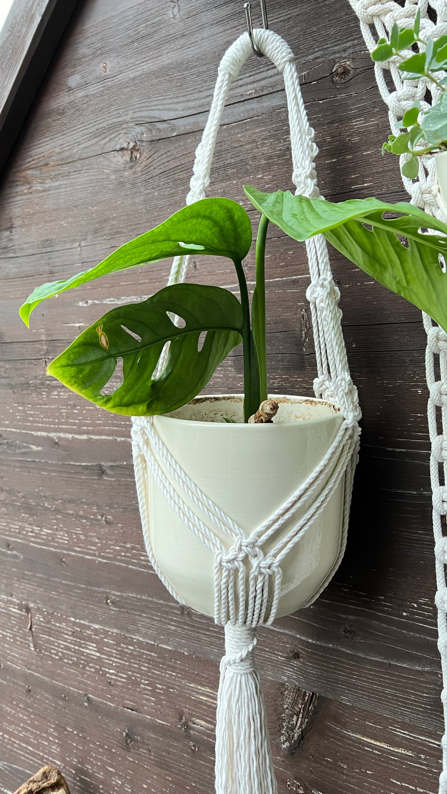 Short Macramé Plant Hanger Pattern | Perfect for Trailing Plants