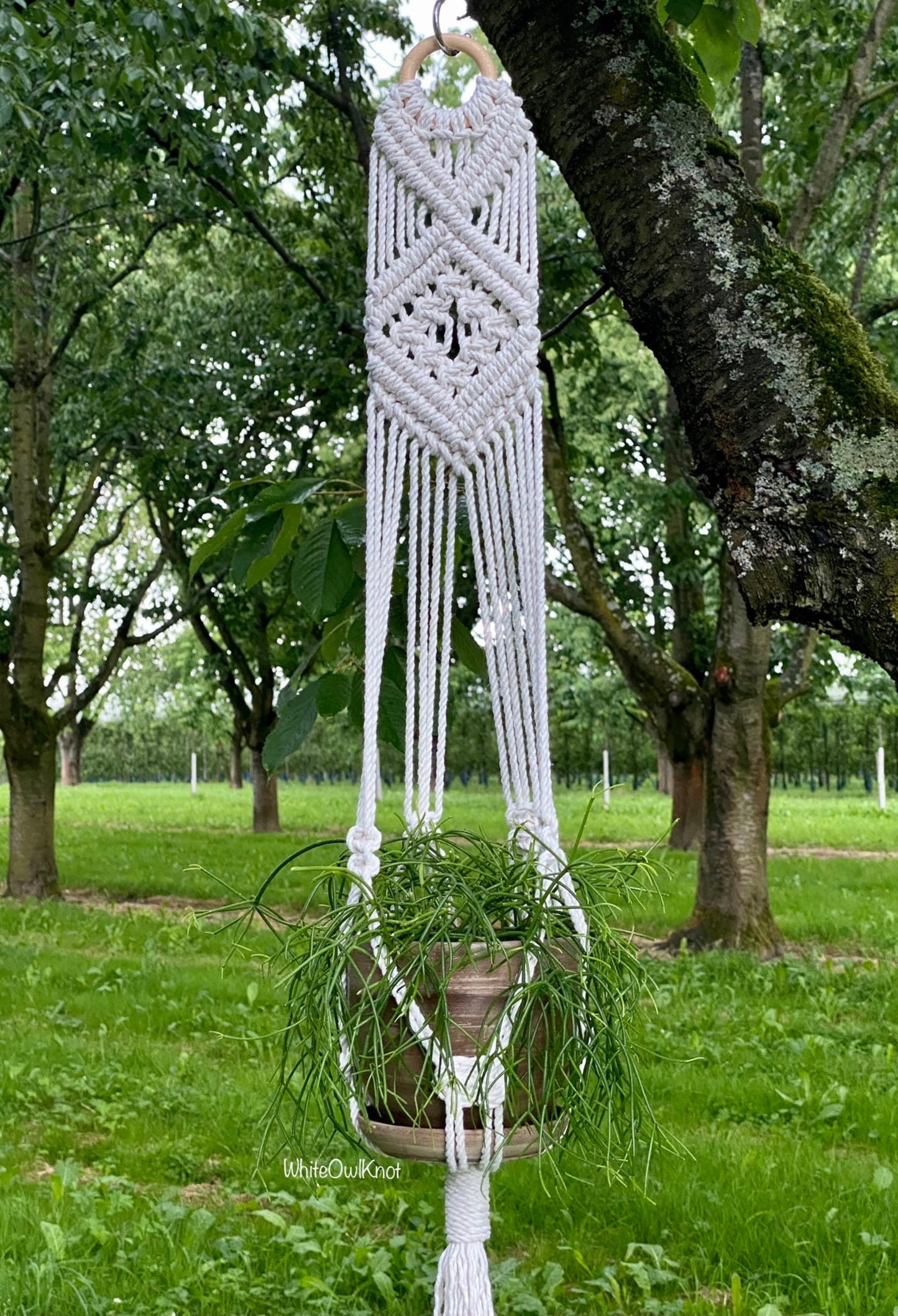 Macrame plant hanger hanging from a tree in a garden setting