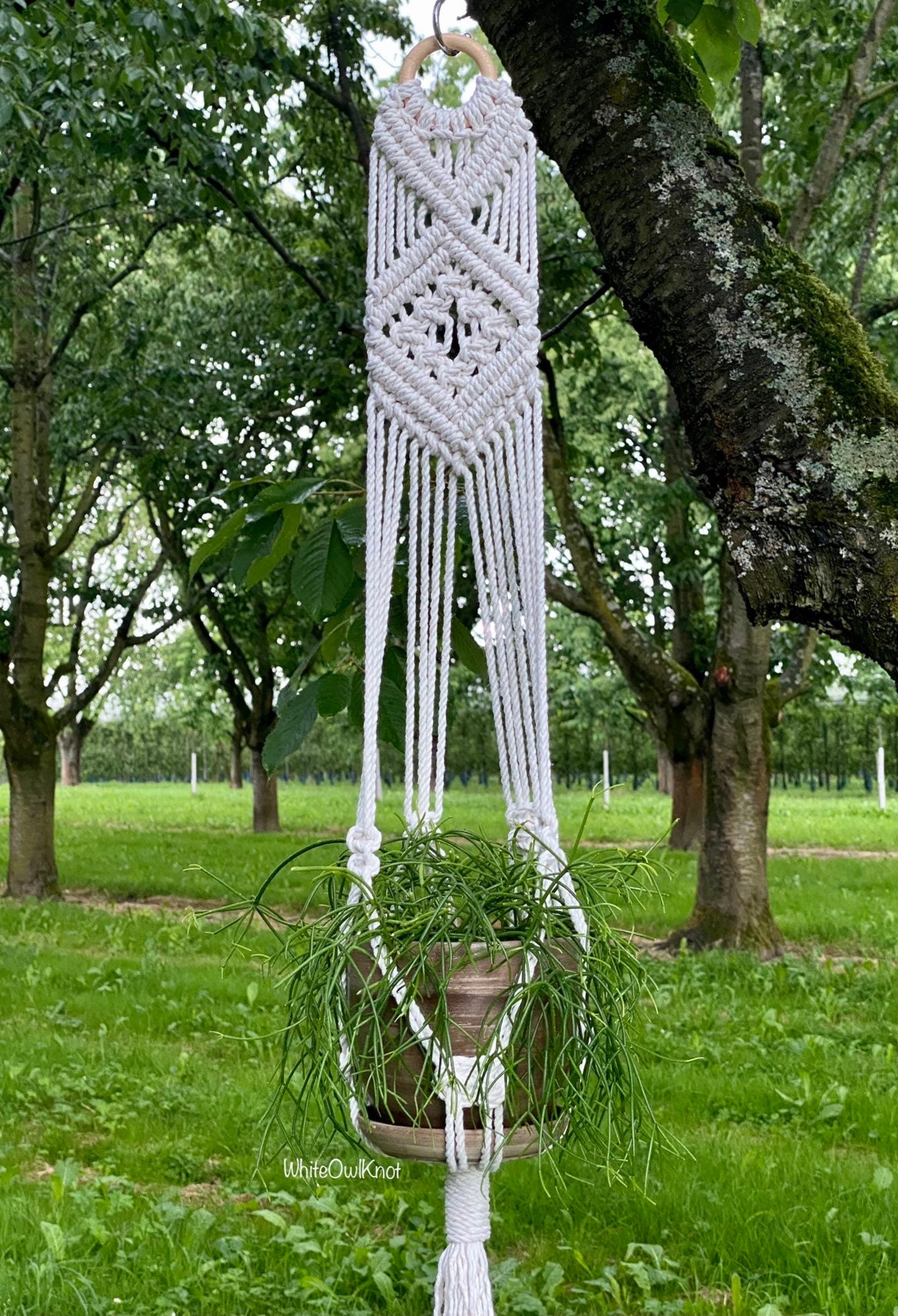 Macrame plant hanger hanging from a tree in a garden setting