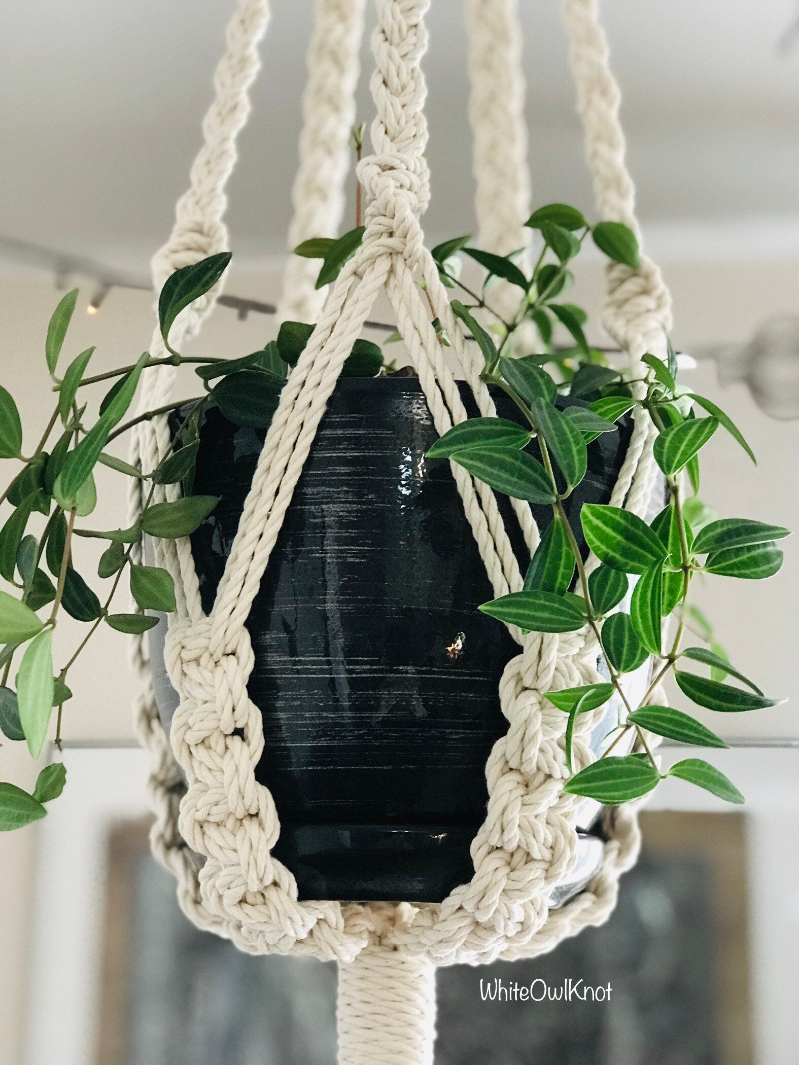 Macrame plant hanger with a green plant and black pot against a neutral background