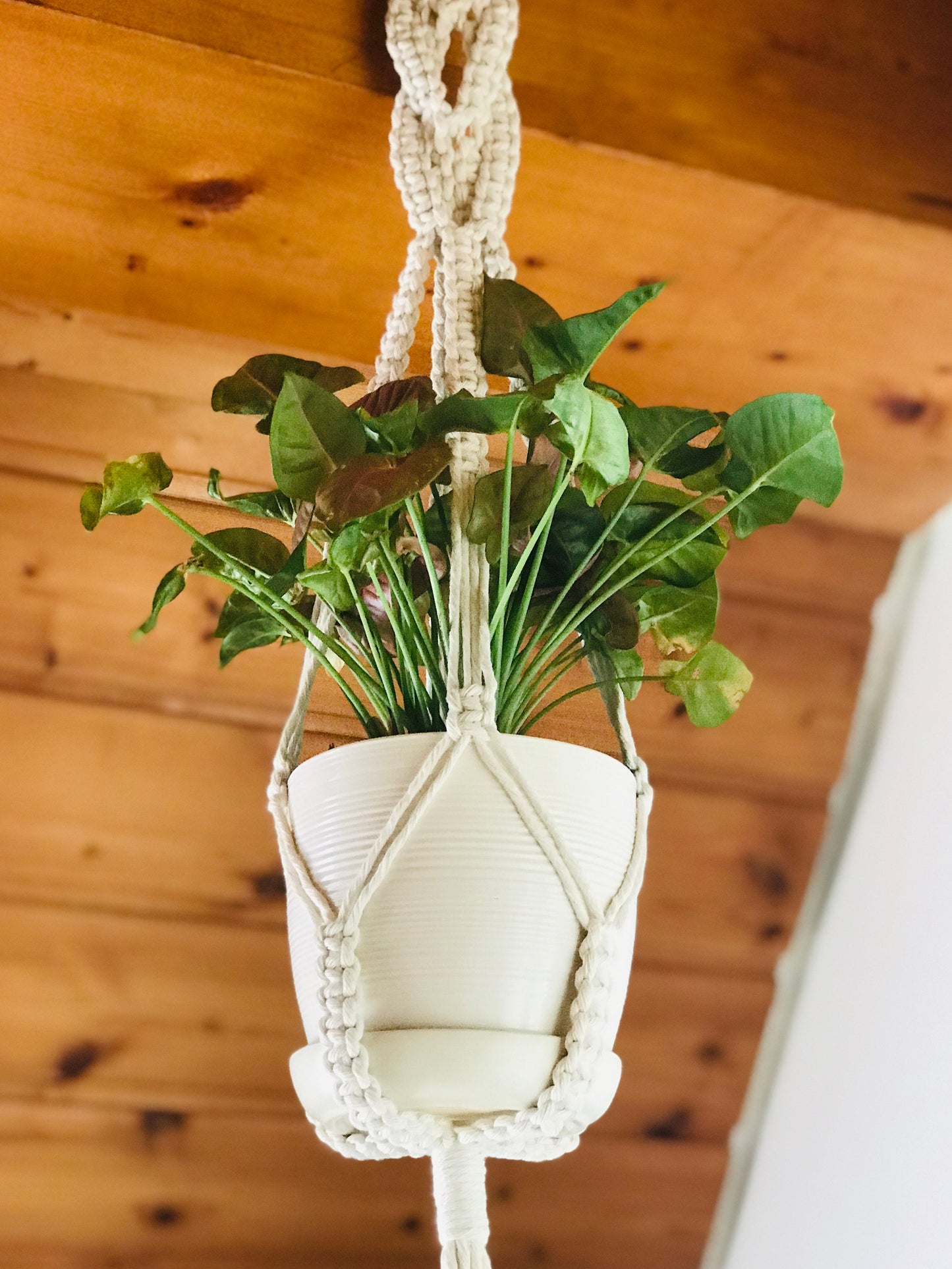 Hanging plant in a macrame holder against a wooden wall