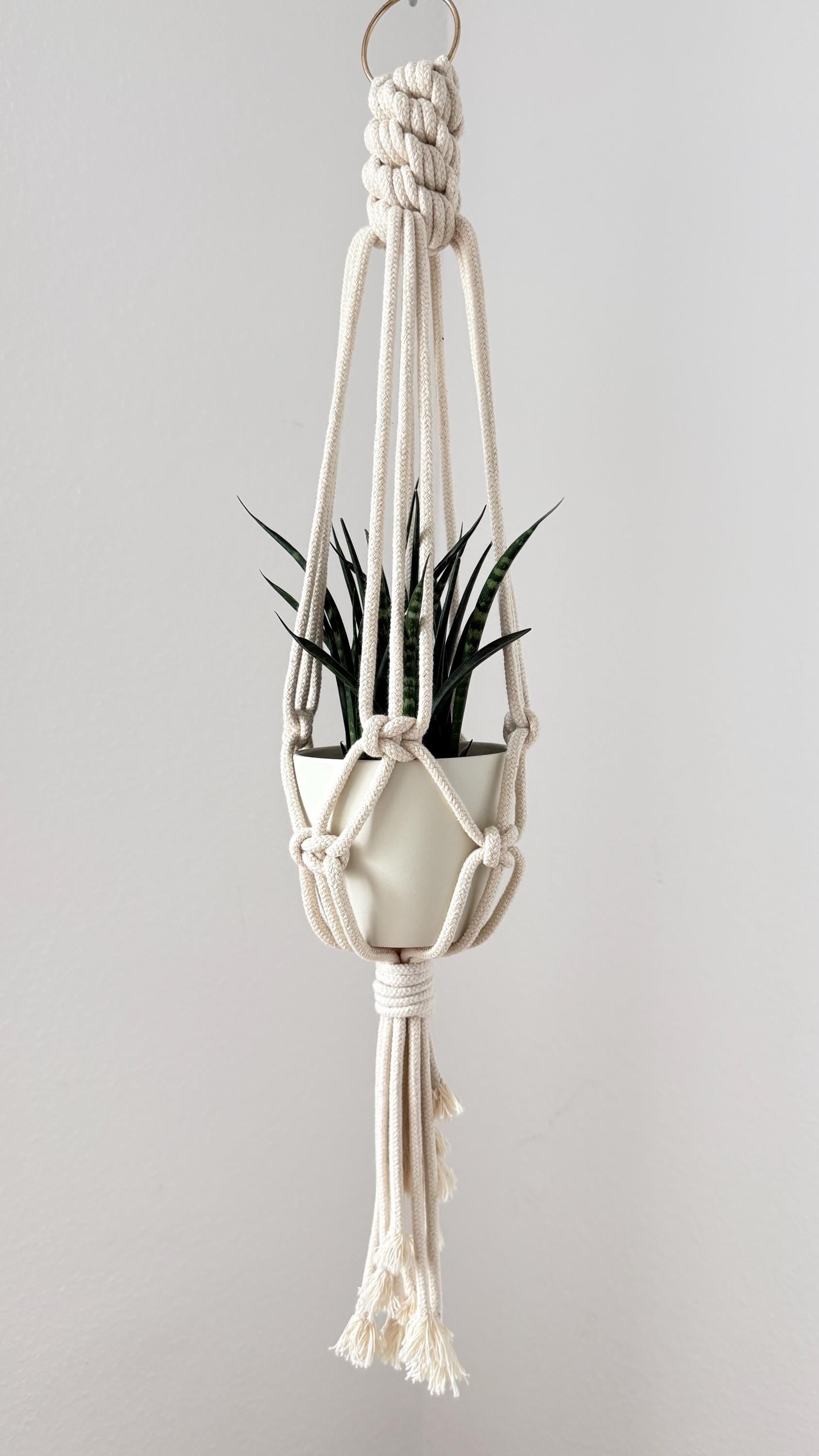 Hanging plant holder with a plant on a plain background
