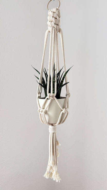 Hanging plant holder with a plant on a plain background