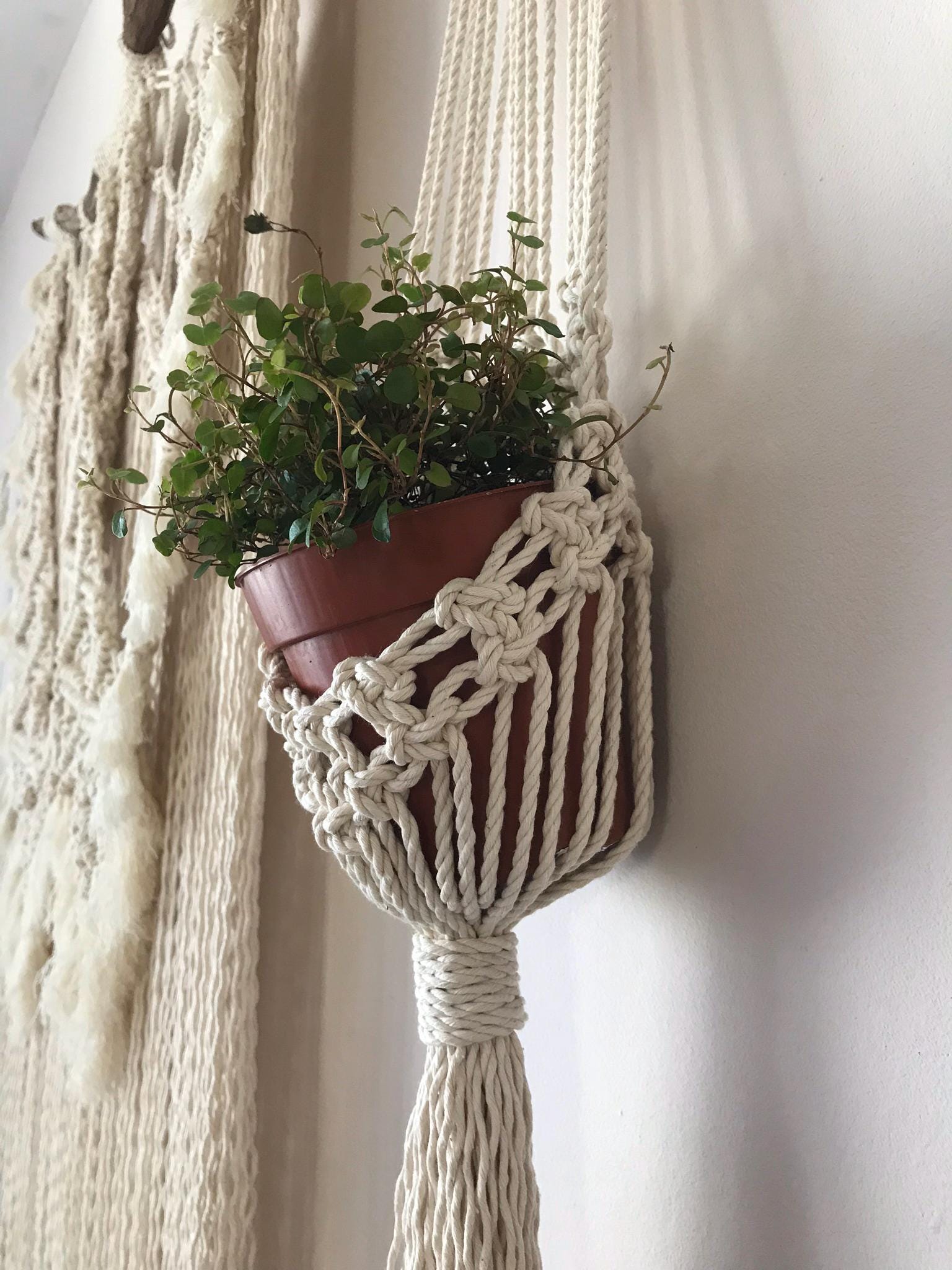 Macrame plant hanger with a potted plant against a neutral wall.