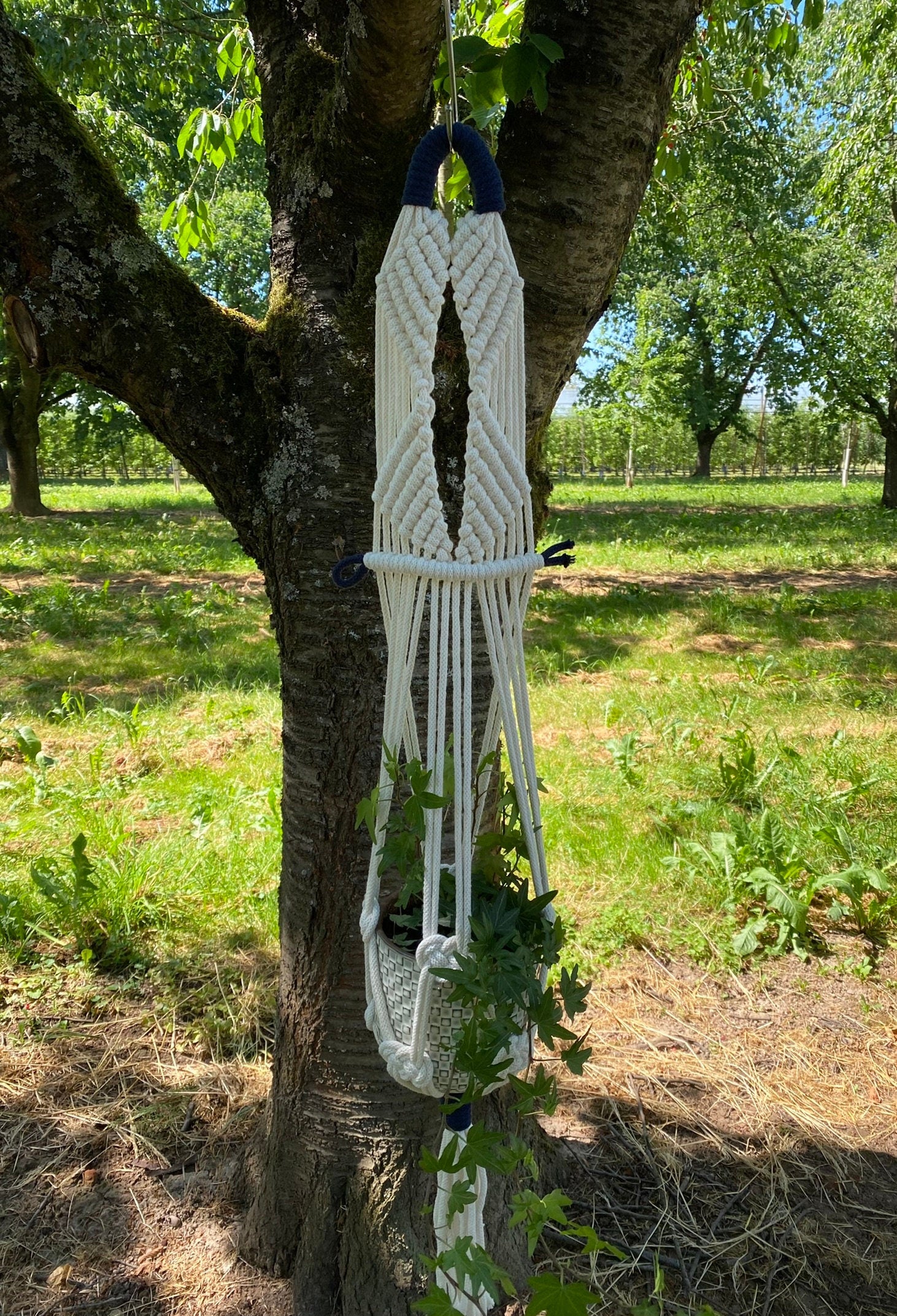 Macrame plant hanger hanging from a tree in an outdoor setting