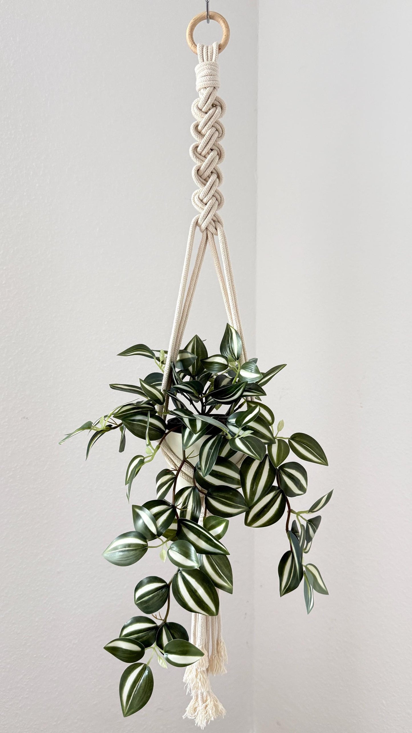 Hanging plant with macrame holder on a plain background