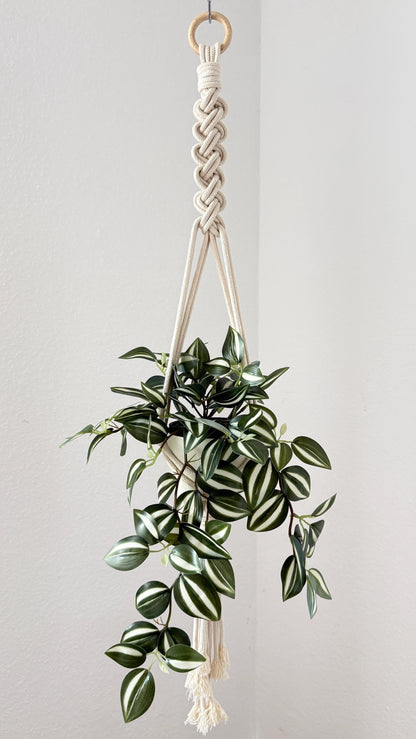 Hanging plant with macrame holder on a plain background
