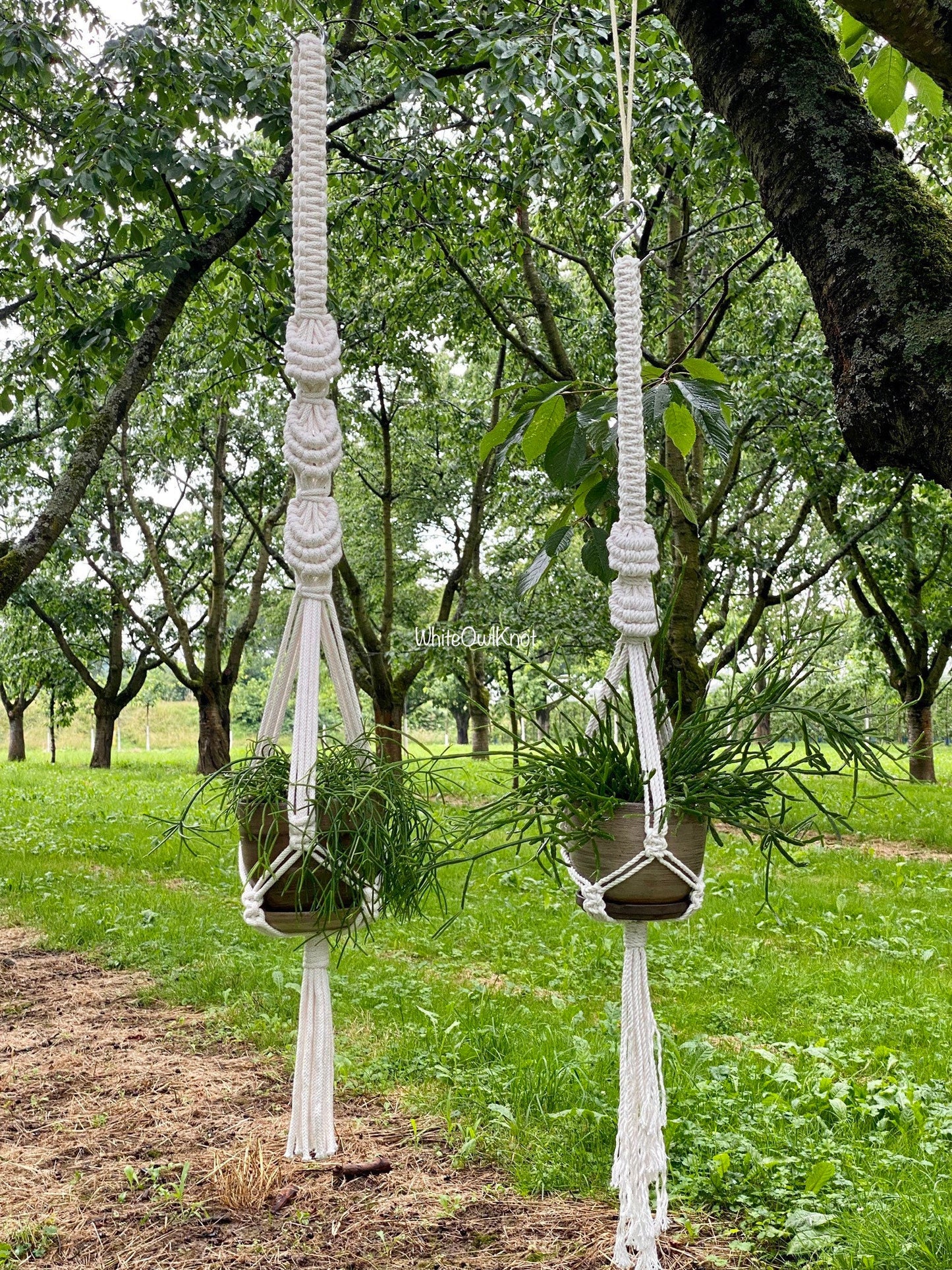 Two macrame plant hangers hanging from a tree in a garden setting.