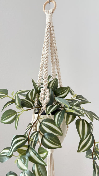 Hanging plant with a macrame hanger against a plain background