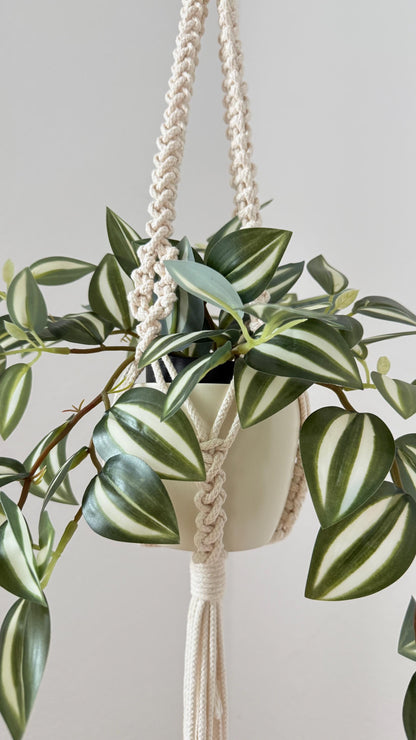 Hanging plant with a macrame hanger against a plain background