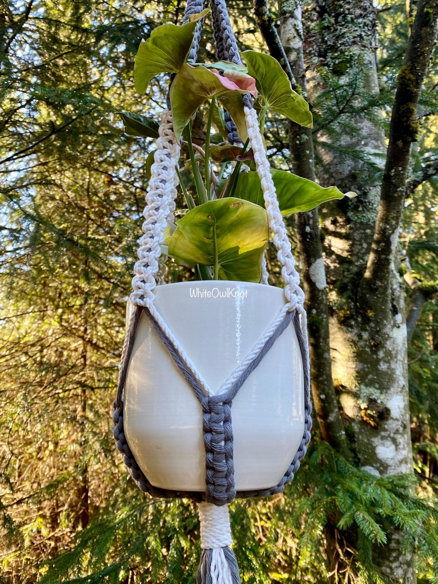 White ceramic pot in a macrame plant hanger hanging in a forest setting
