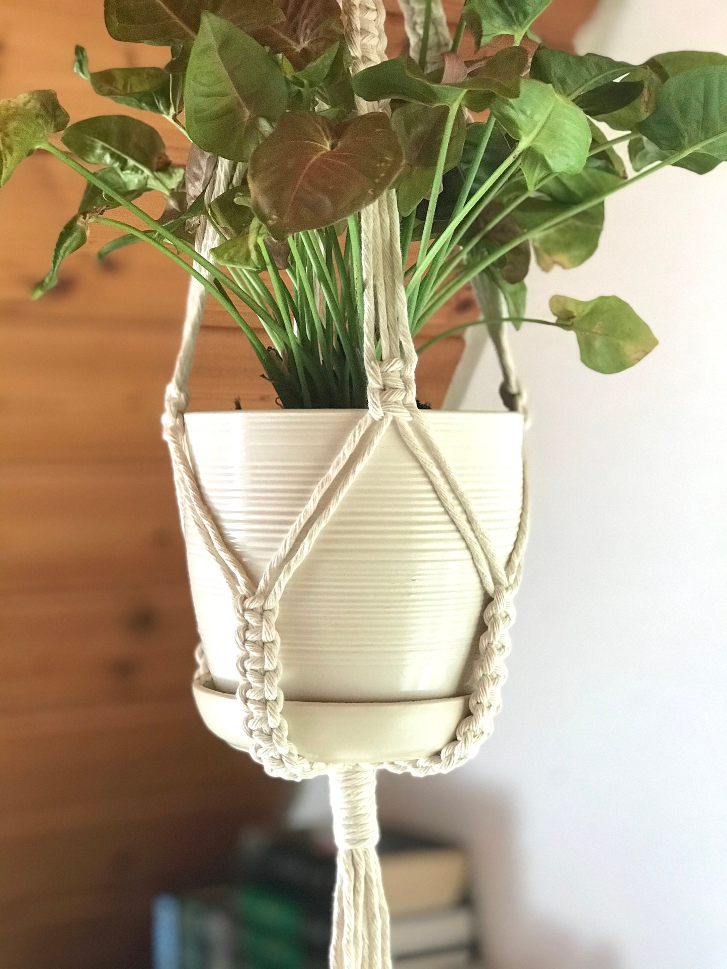 Hanging plant in a macrame holder against a wooden wall.