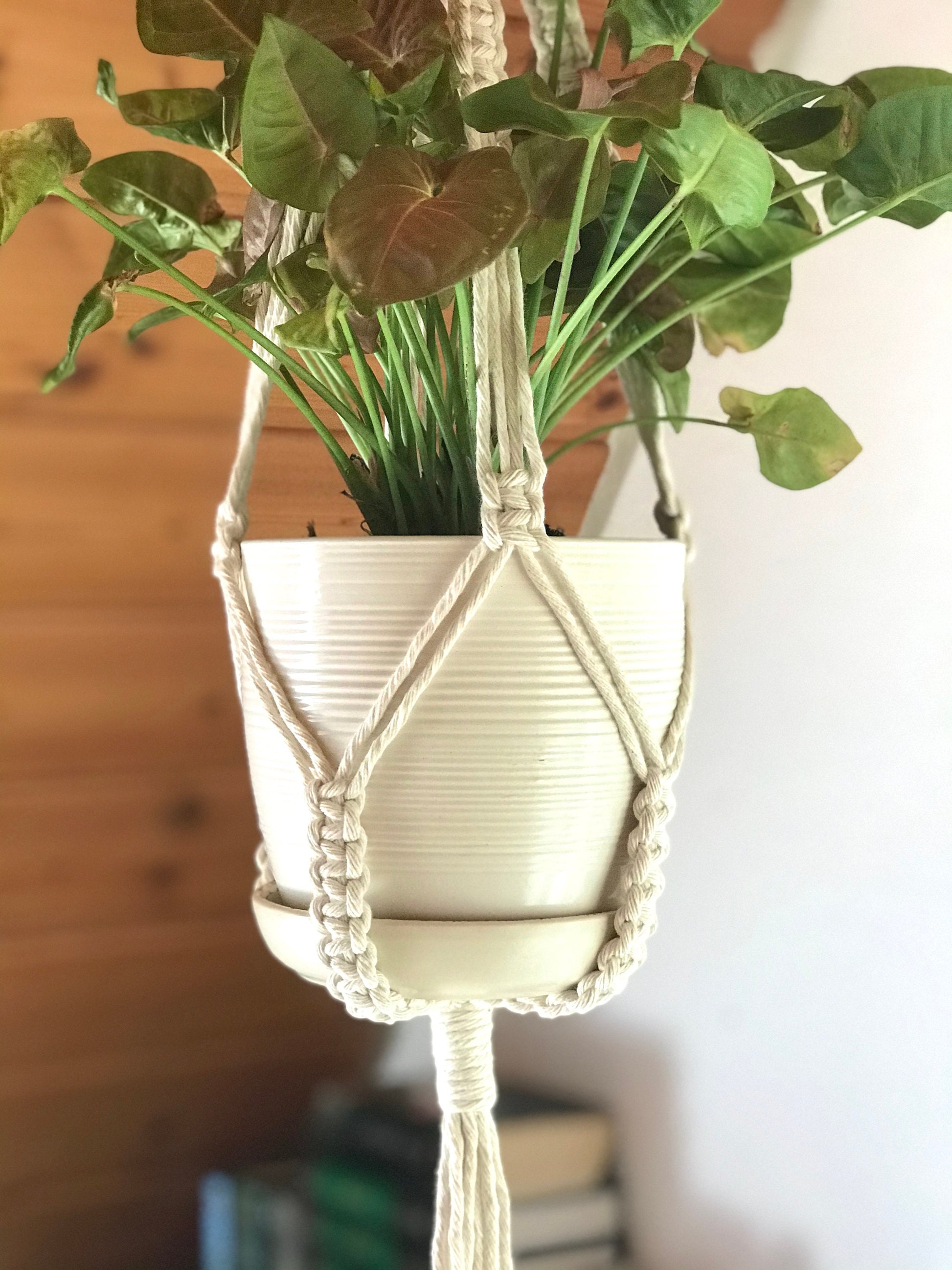 Hanging plant in a macrame holder against a wooden wall.