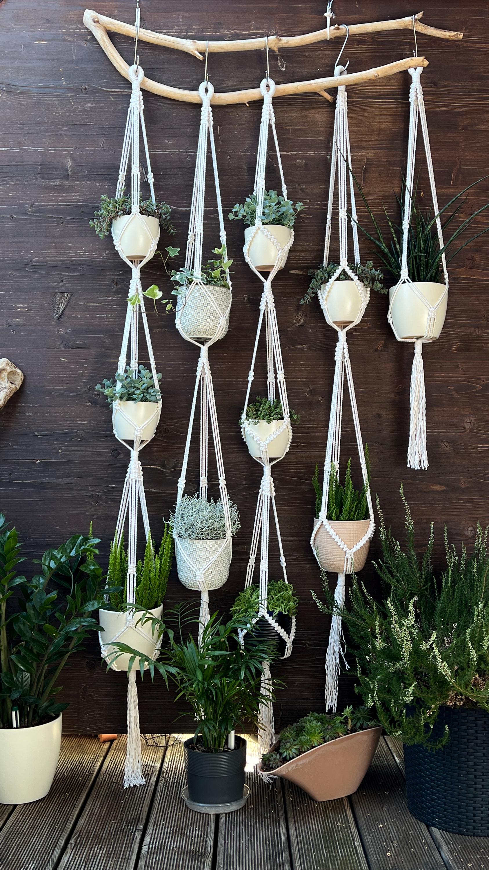 Hanging plants in macrame holders against a wooden wall.