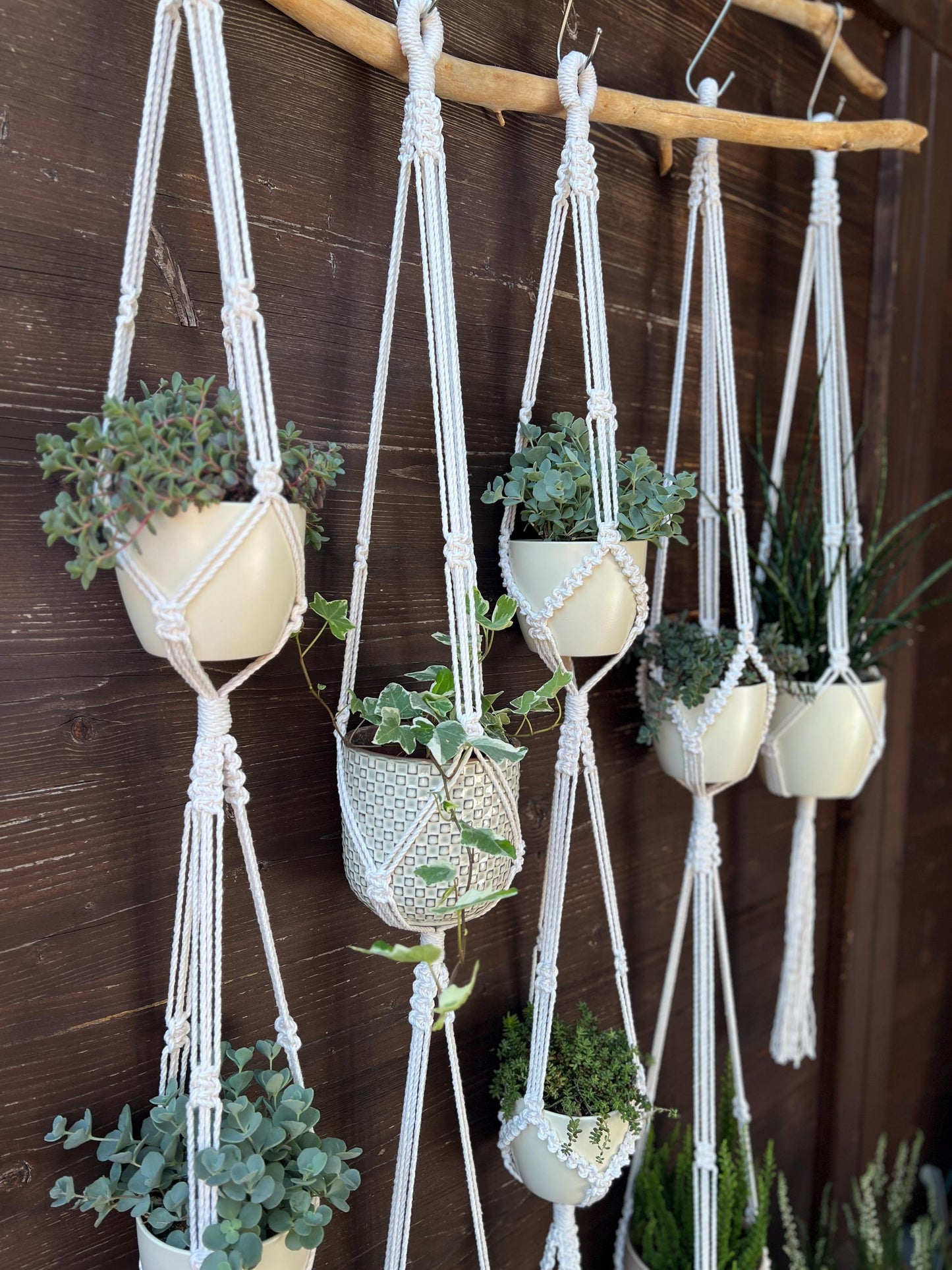 Set of macrame plant hangers with potted plants against a wooden background