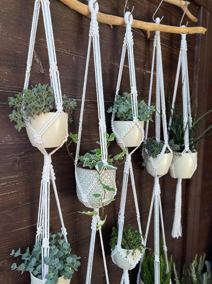 Set of macrame plant hangers with potted plants against a wooden background