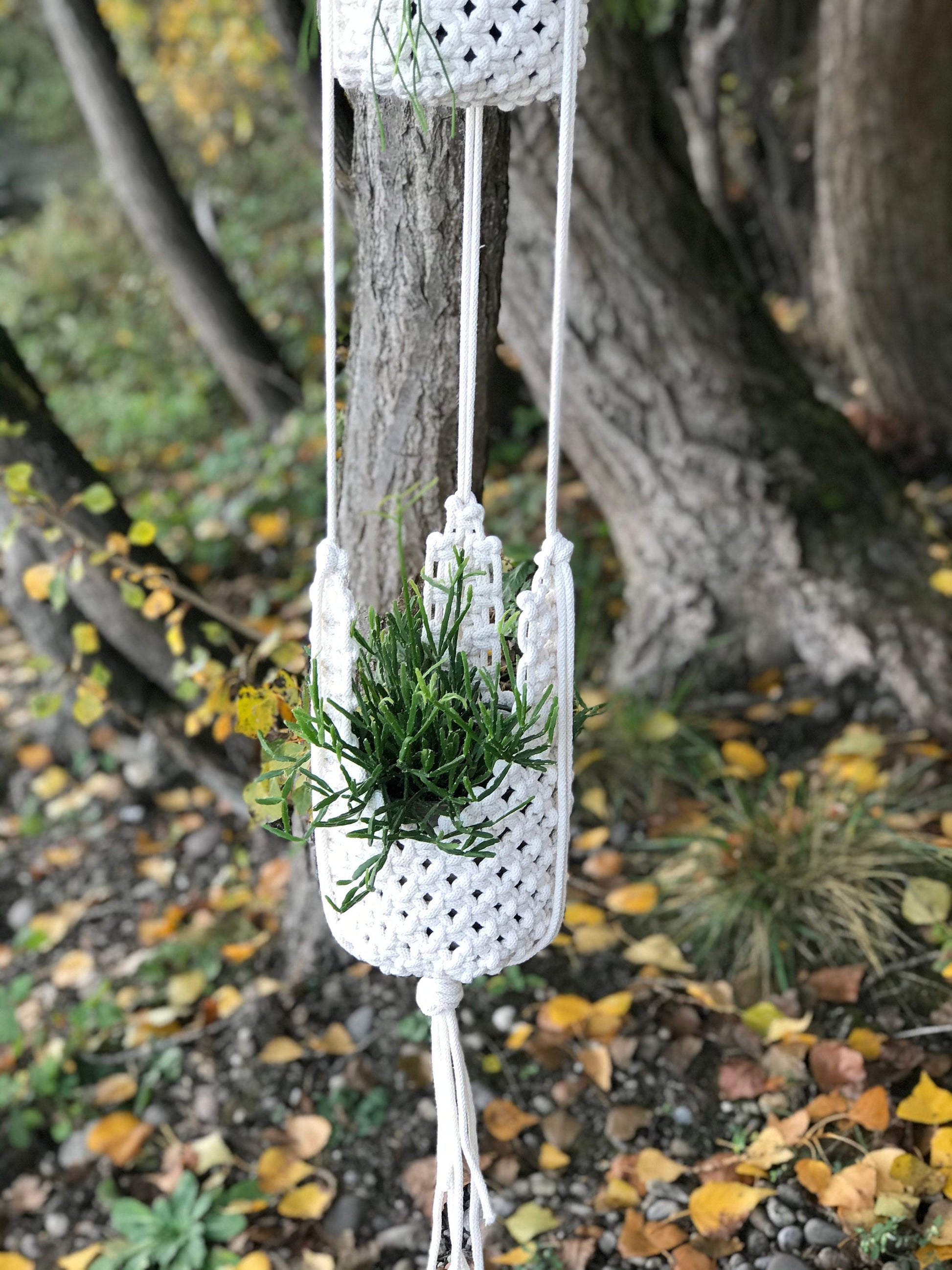White macrame plant hanger with a small plant hanging from a tree