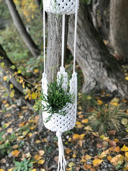 White macrame plant hanger with a small plant hanging from a tree