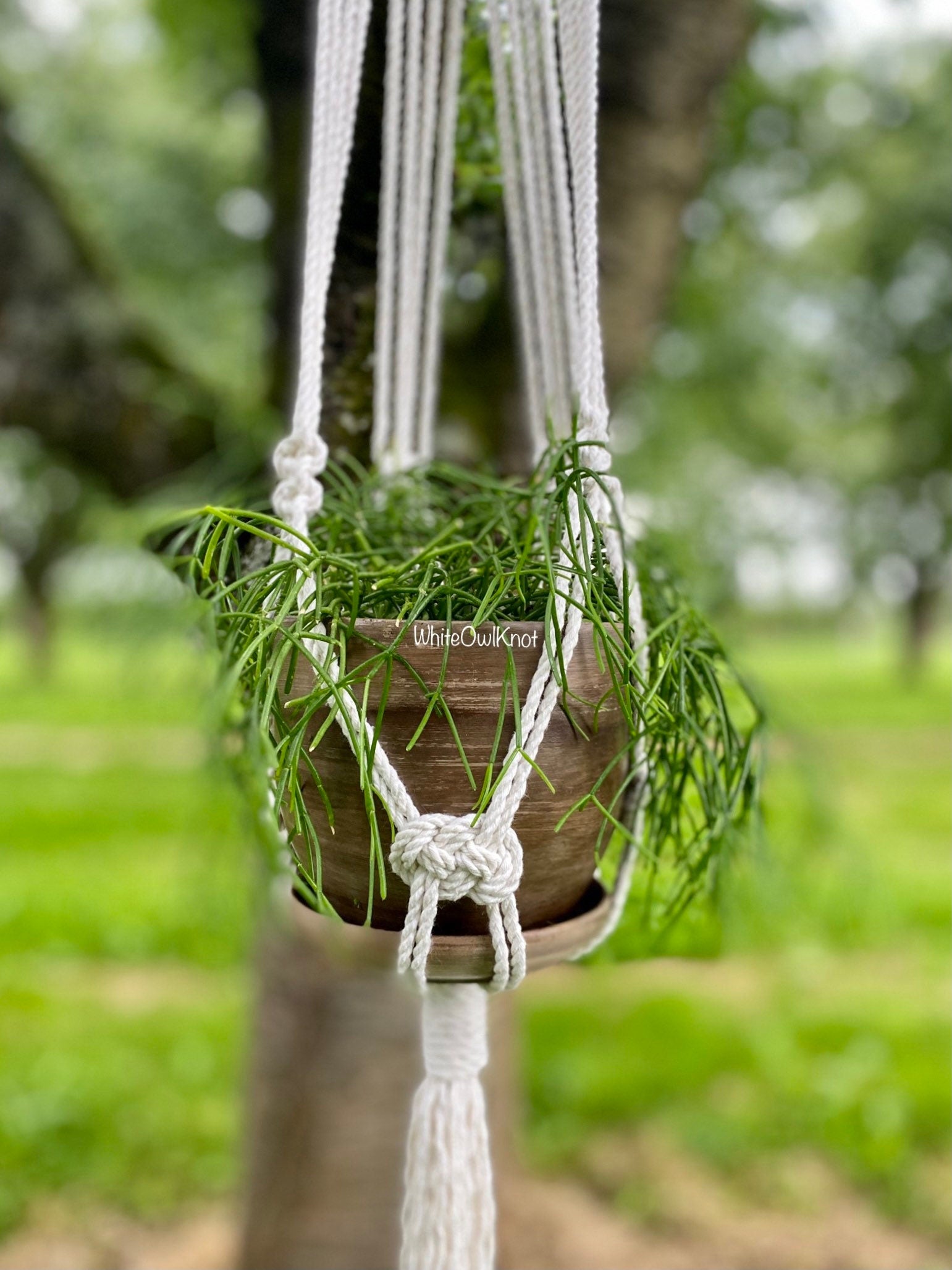 Hanging plant with macrame holder in a natural outdoor setting