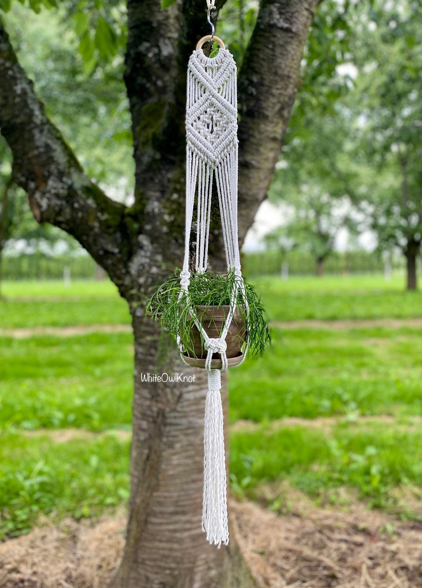 Macrame plant hanger with a plant hanging from a tree in an outdoor setting