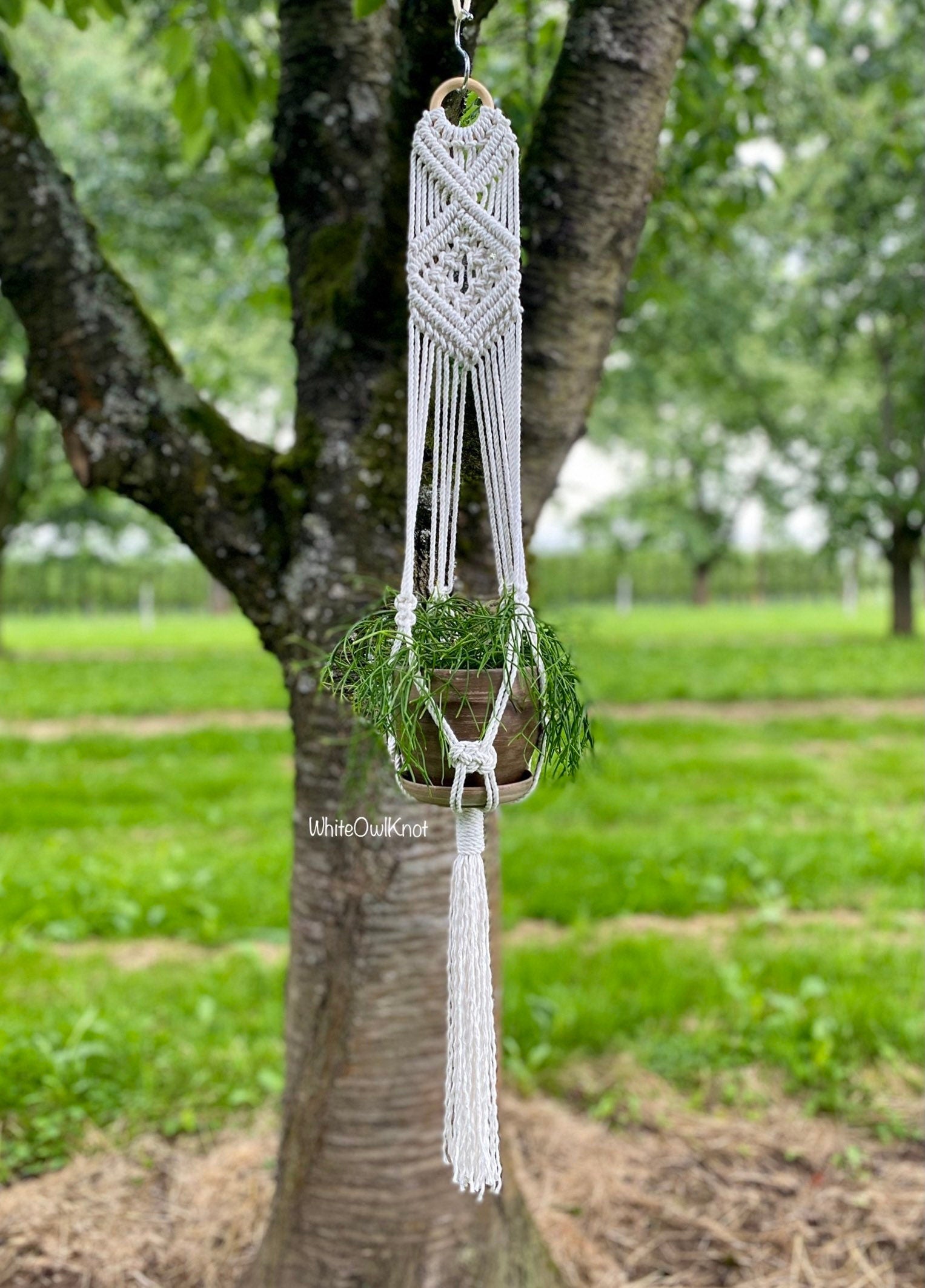 Macrame plant hanger with a plant hanging from a tree in an outdoor setting
