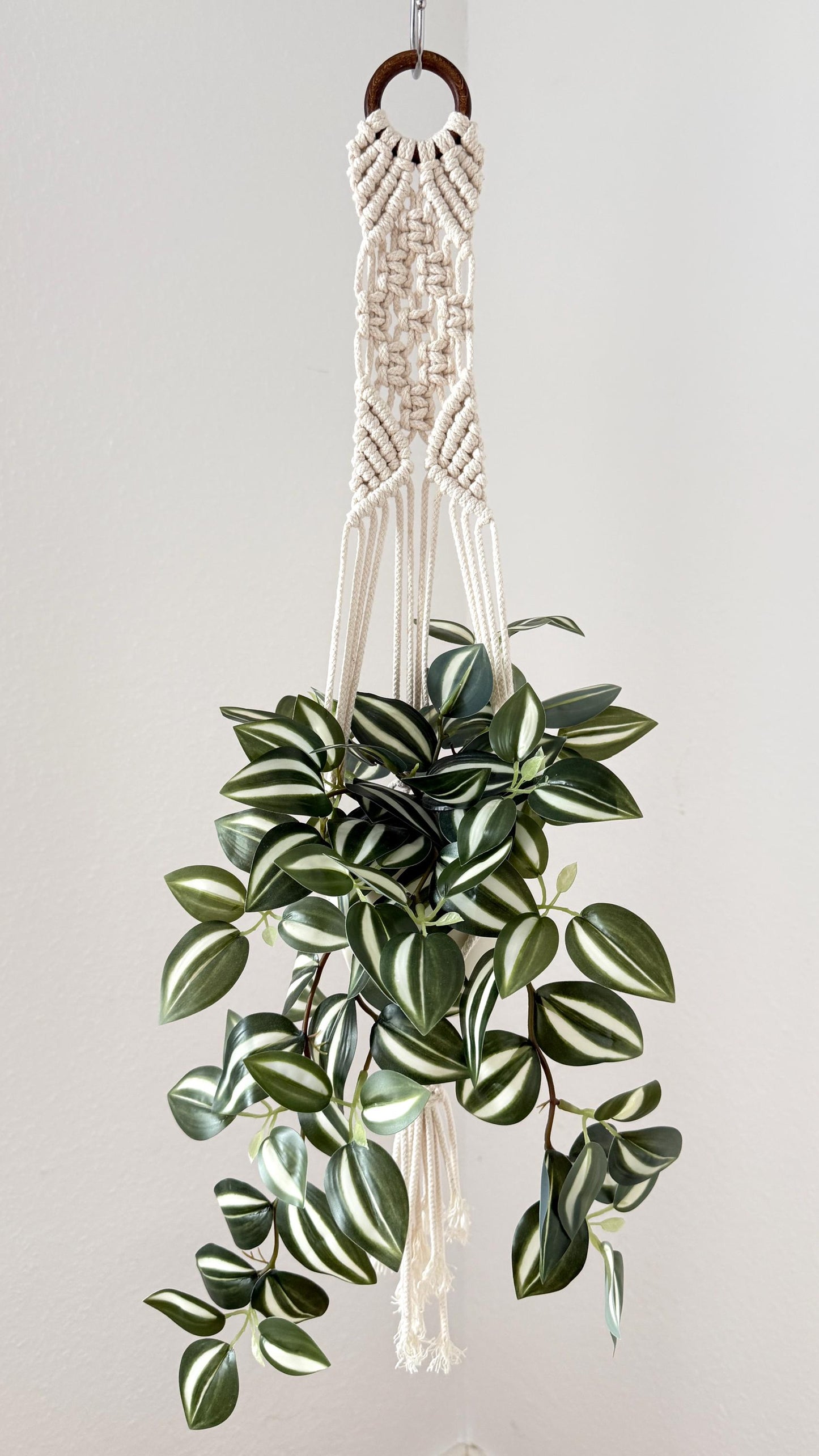 Hanging plant with macrame hanger on a plain background