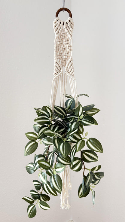 Hanging plant with macrame hanger on a plain background