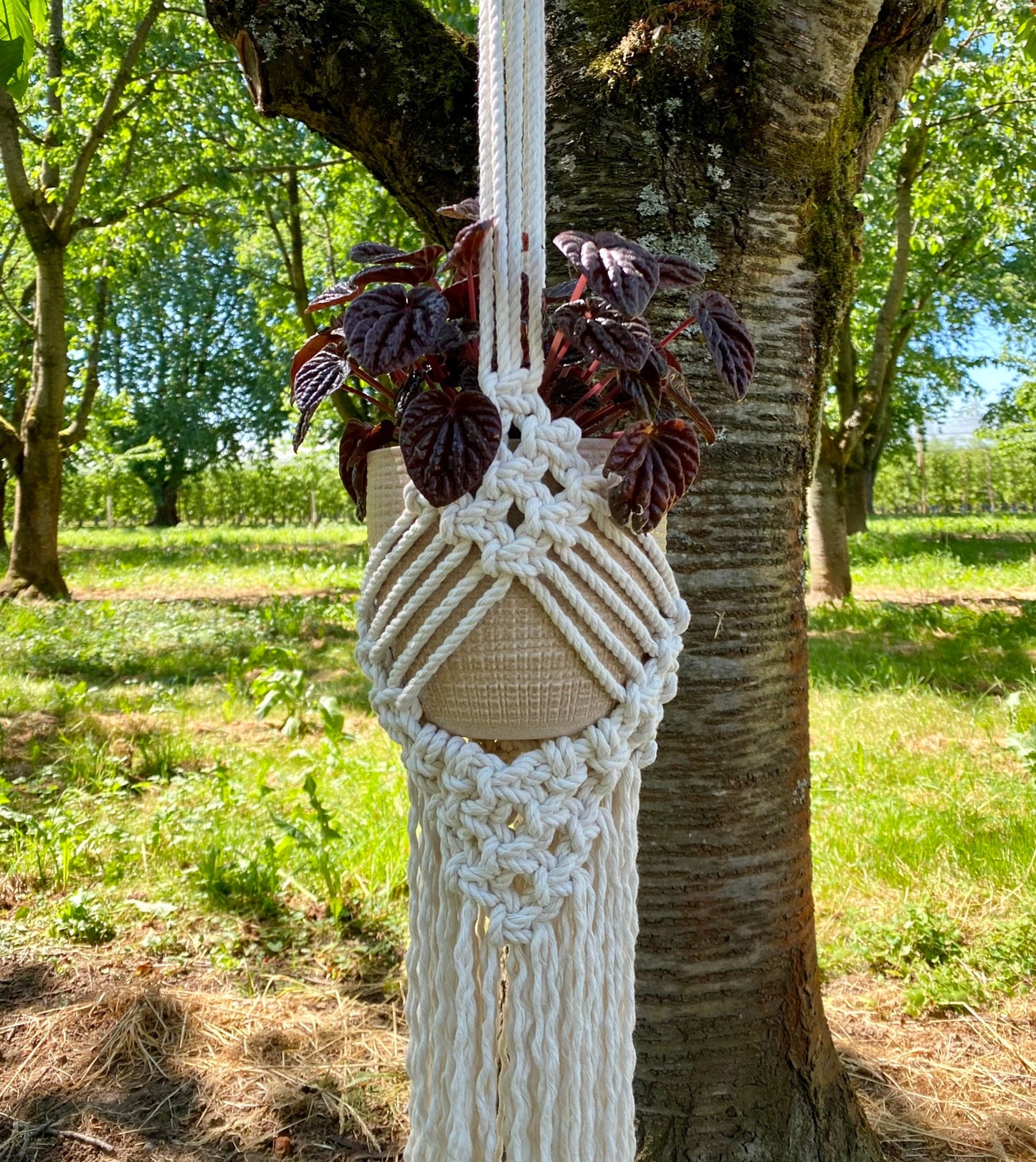Macrame plant hanger with a plant hanging from a tree in a garden setting