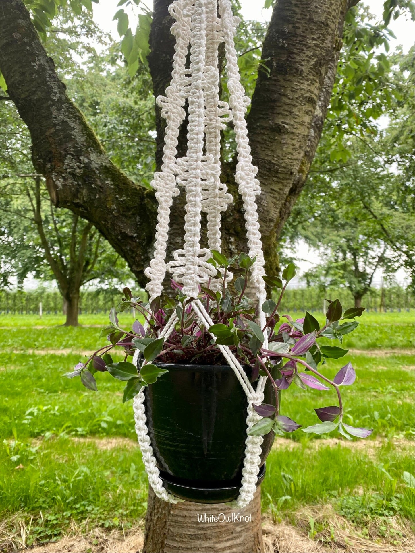 Macrame plant hanger with a plant hanging from a tree in an outdoor setting