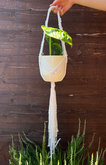Macrame plant hanger with a small plant against a wooden background