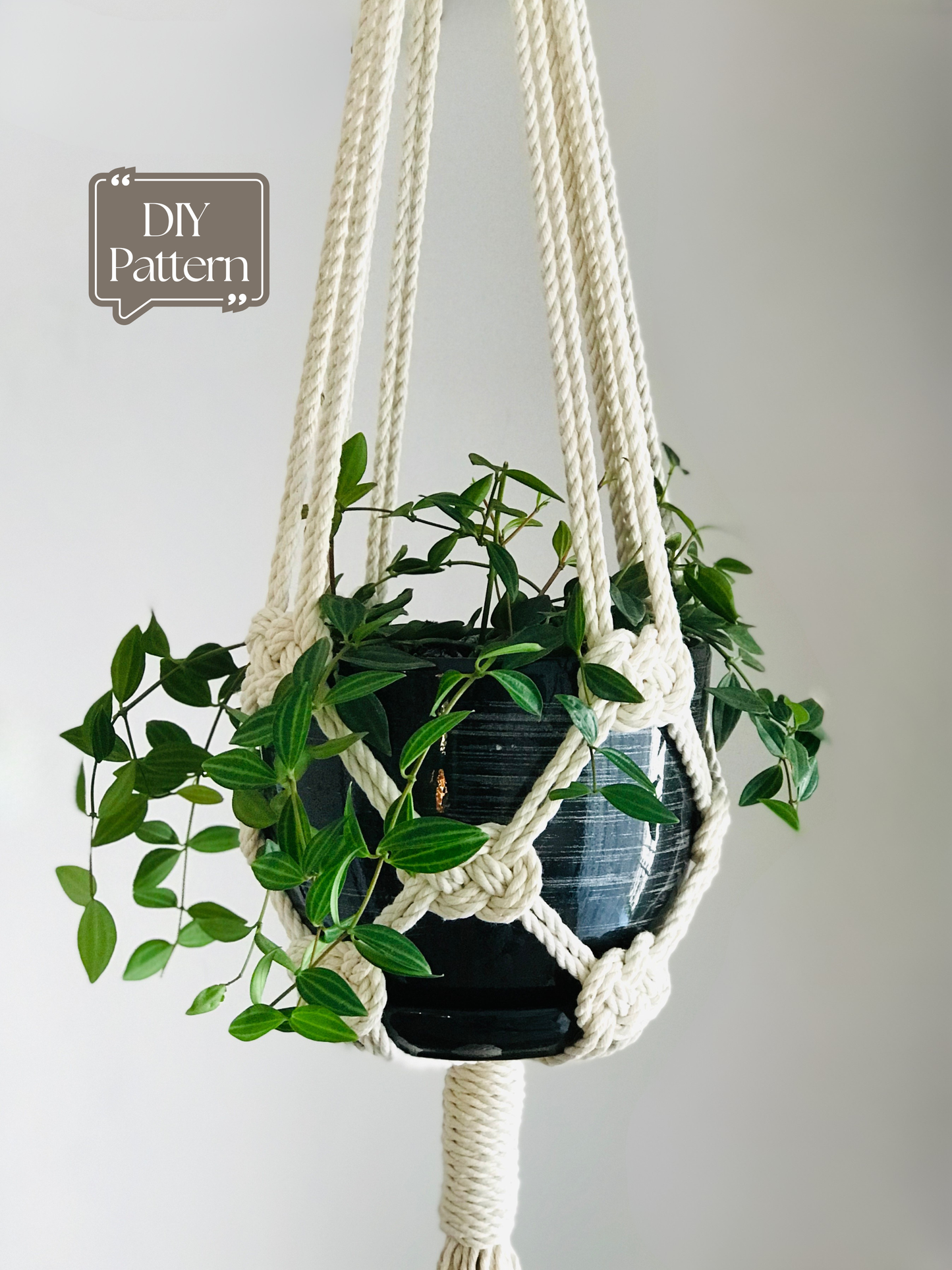 Macrame plant hanger with a plant on a plain background